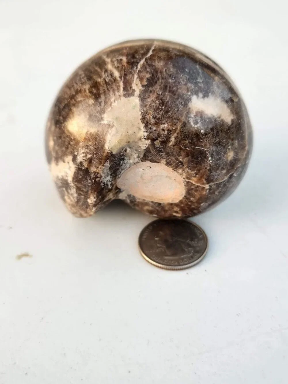 Large Whole Ammonite Fossil Shell Polished Gems and Minerals Rocks Fossils Decor